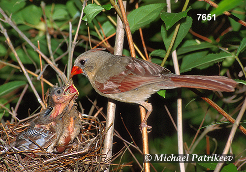 Northern Cardinal (Cardinalis cardinalis)